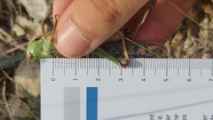 Locusta migratoria cinerascens