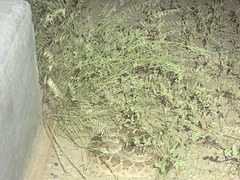 Bouteloua aristidoides