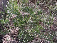 Leucopogon australis