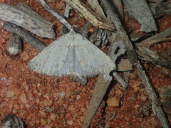 Tapinogyna perichroa