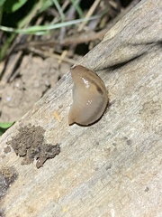Ambigolimax valentianus