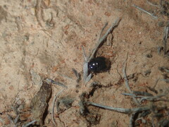 Cydnidae