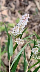 Leucopogon australis