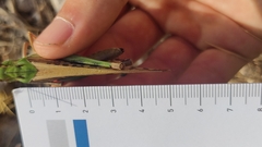Locusta migratoria cinerascens
