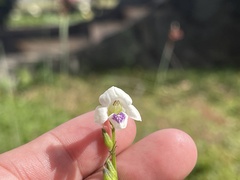 Asystasia intrusa
