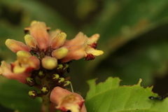 Thomandersia congolana