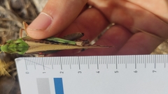 Locusta migratoria cinerascens