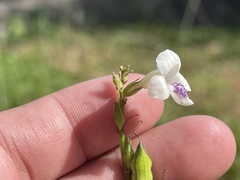 Asystasia intrusa