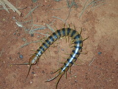 Scolopendra morsitans