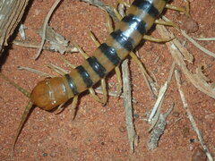 Scolopendra morsitans