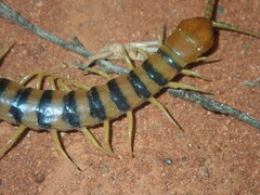 Scolopendra morsitans