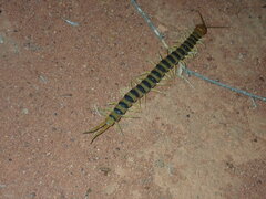 Scolopendra morsitans