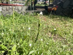Asystasia intrusa