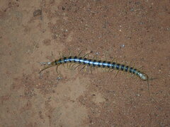 Scolopendra morsitans