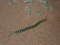 Scolopendra morsitans