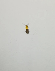 Stathmopoda auriferella