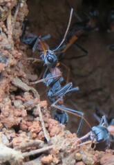 Myrmecia nigrocincta