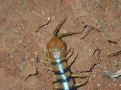 Scolopendra morsitans