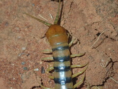 Scolopendra morsitans