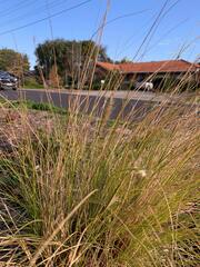 Deschampsia cespitosa