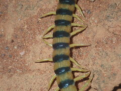 Scolopendra morsitans