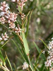 Leucopogon australis