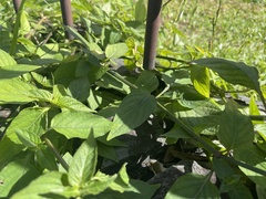 Asystasia intrusa