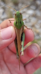 Locusta migratoria cinerascens