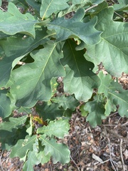 Quercus robur