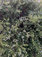 Coleonema pulchellum