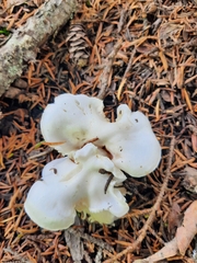 Pleurocybella porrigens