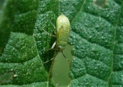 Plagiognathus arbustorum