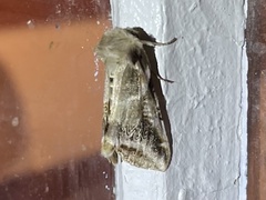 Habrosyne scripta