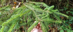 Picea