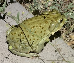 Incilius alvarius