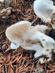 Pleurocybella porrigens