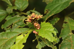 Thomandersia congolana