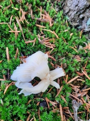 Pleurocybella porrigens