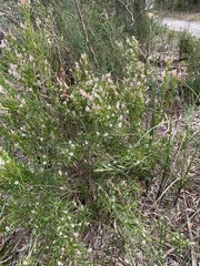 Leucopogon australis