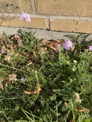 Scabiosa columbaria