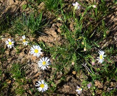 Brachyscome ciliaris