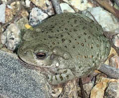Incilius alvarius