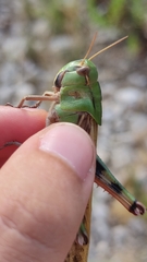 Locusta migratoria cinerascens