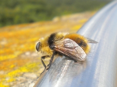 Cephenemyia stimulator