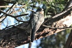 Cacomantis flabelliformis