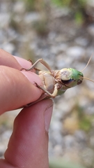 Locusta migratoria cinerascens