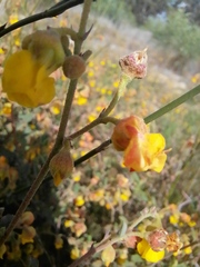 Hermannia multiflora