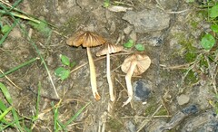 Inocybe subradiata