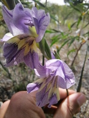 Gladiolus carinatus