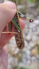 Locusta migratoria cinerascens